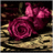 umm_naif's profile image