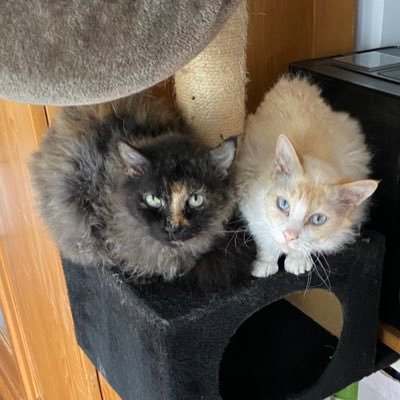 LolaundMara's profile picture. Wir sind Lola (*14.8.12) und Mara (*1.7.13), zwei LaPerm-Kätzchen.