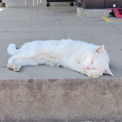 ko_ji11's profile picture. 自分の力で経済的自立を目指す人。