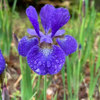 あやめくまー (@wntgmlzvjp8998) 's Twitter Profile