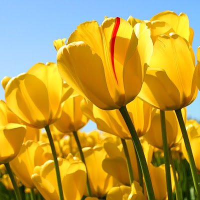 lalit86337's profile picture. 