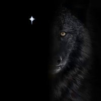 Wolf(@blessedWolf123) 's Twitter Profile Photo