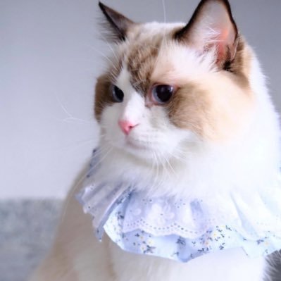 ʟɪɢʜᴛต₍ ˄·͈༝·͈˄₎ตさんのプロフィール画像