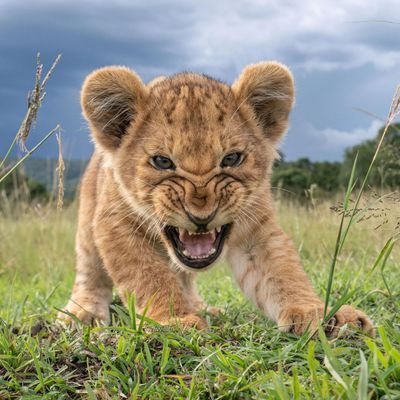 stancilaus's profile picture. SMN