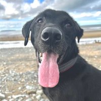 Leo the Bangor dog (@leoylab) 's Twitter Profile