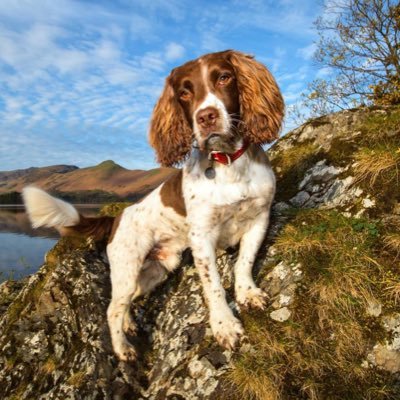 maxinthelakes_'s profile picture. Max, Paddy, Harry, Tally and Duggy are multi award winning Canine Ambassadors.