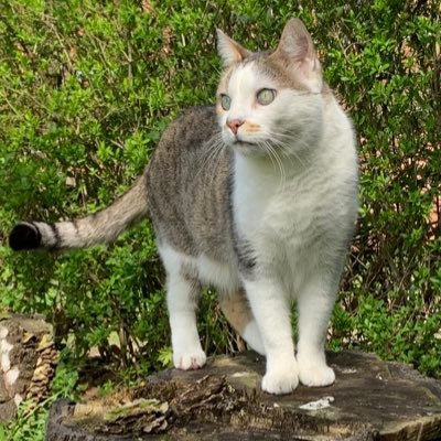 PercyVaylin's profile picture. 