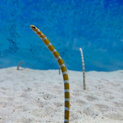 pqyyj9Qlby39005's profile picture. ise→宮大 工  3 無言フォロー失礼します