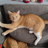 Tomato (@tomatospaghet) 's Twitter Profile