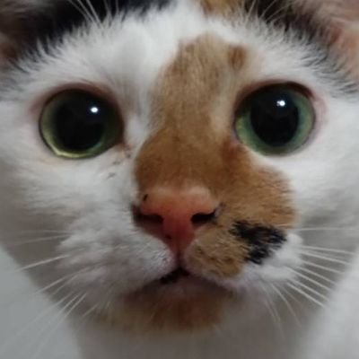にゃらめるさんのプロフィール画像