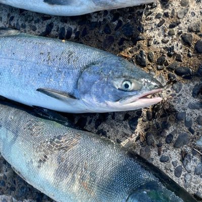 北海道でルアー、投げ釣り色々やってます！我流なのであまり上手くいかないことが多い…。色んな人と繋がりたい！！無言フォローご容赦願いますー