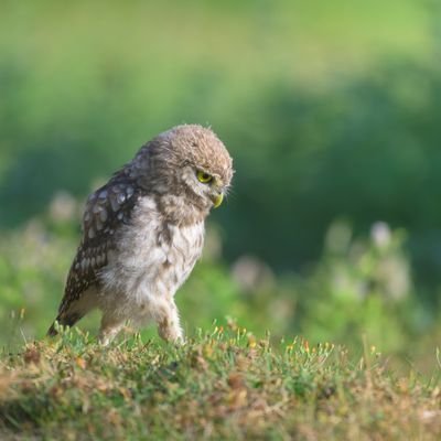 photographie animalière et de nature 🐦🐿⚡️🌩