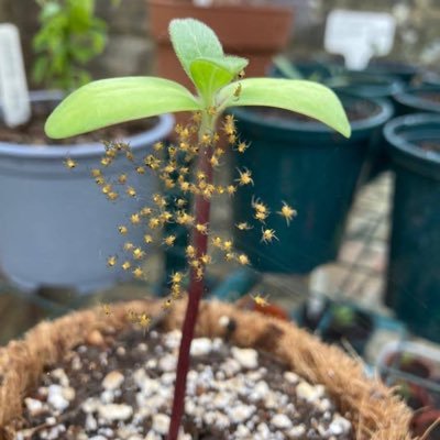 Beginner veggie gardener and bonsai newbie.