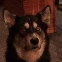 Redvolite (@redvolite) 's Twitter Profile