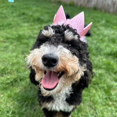 thefinn97's profile picture. 