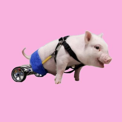 🥓 $BACON  🥓

PIG HAS WHEELS!  🐷♿