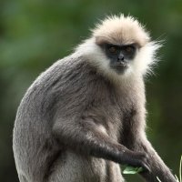 Sarah Primate(@LangurLover) 's Twitter Profile Photo