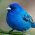 kingbird (@kingbirdsports) Twitter profile photo