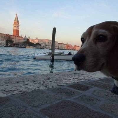 Just an ordinary person. Things I love: 🎹🐶🧳🗺️🌹🧙💎🔮🎶
雑多アカ✨