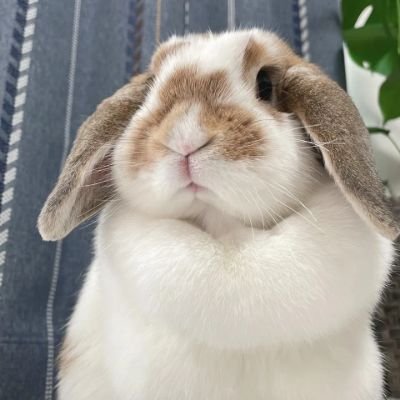 高知 38 営業マン
うさぎ多頭飼いしてます🐇