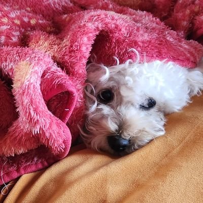 モフツドさんのプロフィール画像