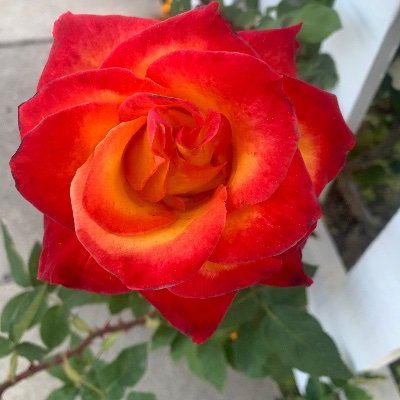 MojKot's profile picture. Psychology/Books/Word Travel/Art/Opera