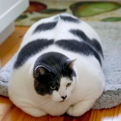 Himmy the world’s thiccest cat! https://t.co/bD3nH6JnLt