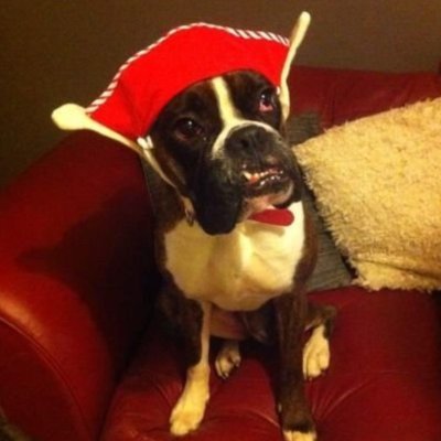 puzzledug2's profile picture. My pronouns now identify as adjectives. They are Frisky/Inquisitive...WOOF!