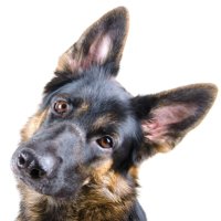 AGP Detecting Dog (@agp_k9_unit) 's Twitter Profile