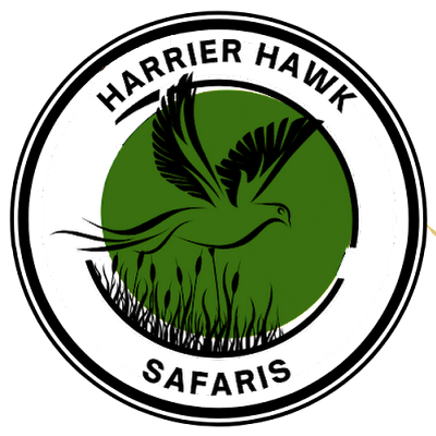 At Harrier Hawk Safaris, we pride ourselves on providing immersive and authentic safari experiences that go beyond the ordinary.