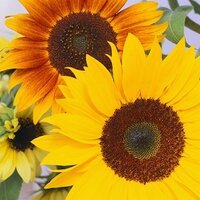 Cathy Montgomery - @13sunflowers Twitter Profile Photo