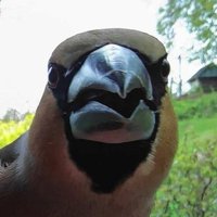 Cukrář Dlask (@cafedlask) 's Twitter Profile