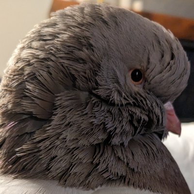 My sweet Modena pigeon who is always curious and loves to be a menace.