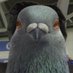 EIHL Playoff Pigeon (@PlayoffPigeon) Twitter profile photo