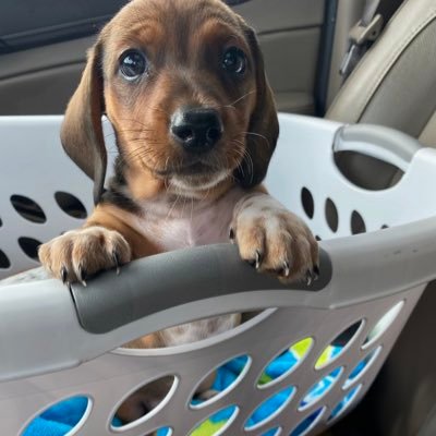 nad_nitram's profile picture. “I’ve noticed that everyone who is for abortion has already been born.” -Ronald Reagan. Isaiah 5:20