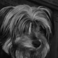 Canwell 🐾🌹 (@dorhimbash) 's Twitter Profile Photo Canwell 🐾🌹 (@dorhimbash) 's Twitter Profile Photo