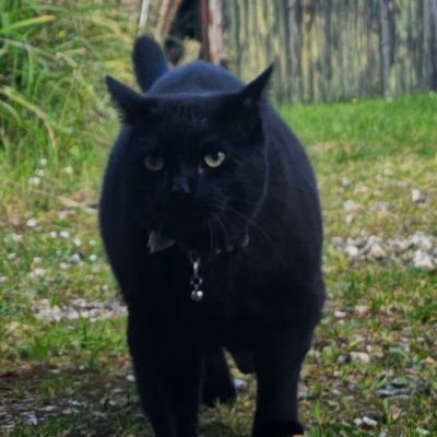 NovoBubbers's profile picture. Novo Bubberton Chonk III - pure feline royalty of the dark variety

De Novo stands for something, go figure it out you're Latein to da party