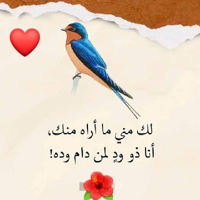 🇾🇪🇾🇪🇾🇪🦜عصافيرالكناري Profile