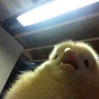 Admiral BirB (@exiledbirb) 's Twitter Profile