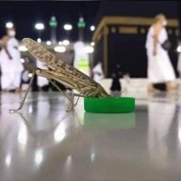 الحياة في مكه و المدينه (@makkahmadinaaa) 's Twitter Profile
