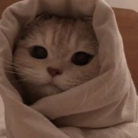 Shahd ✨ (@shahdosama122) 's Twitter Profile