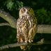 Night Owl (@Nightowl99vs) Twitter profile photo
