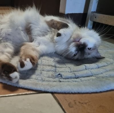 RandoMastho's profile picture. need content ;w;