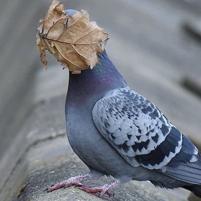À l'extrême gauche les jours pairs,
À l'extrême droite les jours impairs
Les archéologues sont transphobes
Legalize Reality
#bouliste