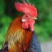 Yuba City Chickens (@YubaCityChicken) Twitter profile photo