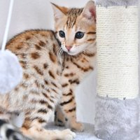 Etnika Cattery(@CatteryEtnika) 's Twitter Profile Photo