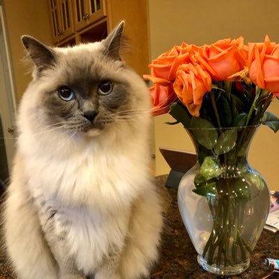 Boisterously handsome ragdoll cat 🙀😼