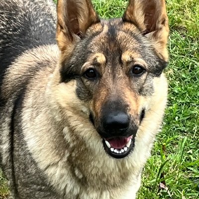 seesalrunmaga's profile picture. Highly political, not squish, supports Donald John Trump for 2024. Raises German Shepherds, loves fam and X - great positive and heart touching content.