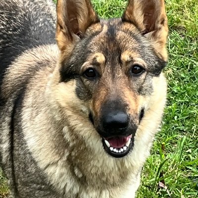 Highly political, not squish, supports Donald John Trump for 2024. Raises German Shepherds, loves fam and X - great positive and heart touching content.