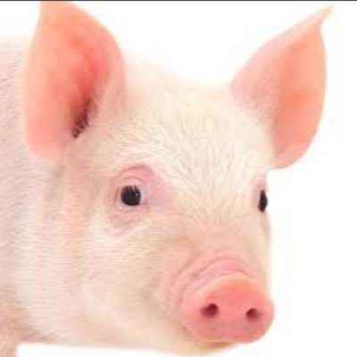 oxxxjxjxxxo's profile picture. 